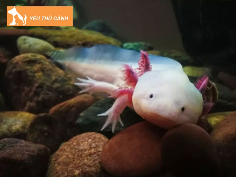 ky-nhong-mexico-la-con-gi-thucanh