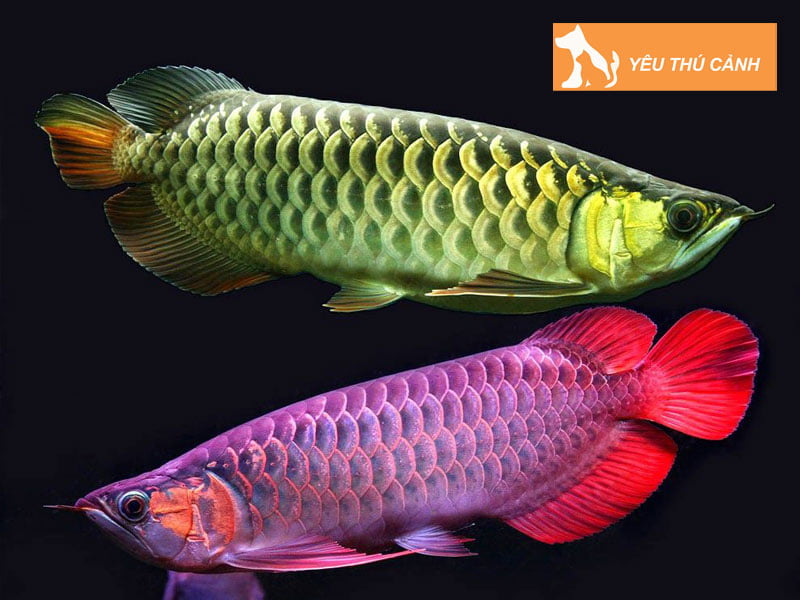 ky-thuat-cham-soc-ca-kim-long-len-mau-dep-1-thucanh