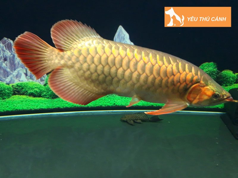 ky-thuat-cham-soc-ca-kim-long-len-mau-dep-thucanh