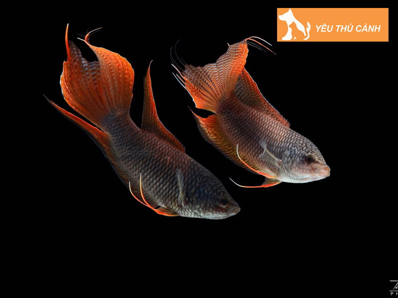 ky-thuat-nuoi-ca-co-hieu-qua-thucanh