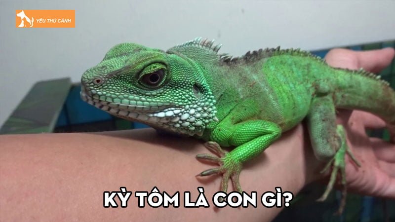 Kỳ tôm là con gì? Kỹ thuật nuôi kỳ tôm nhanh phát triển, màu đẹp