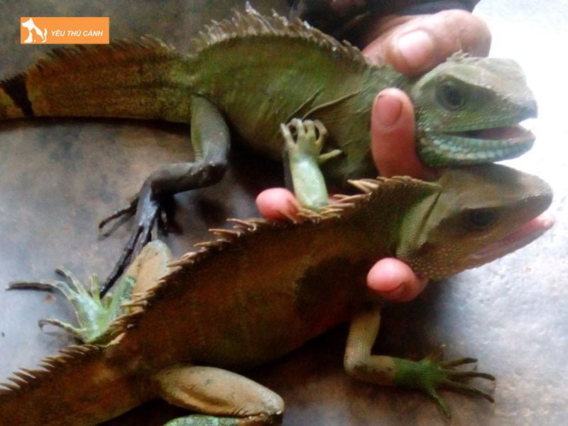 ky-tom-la-con-gi-thucanh