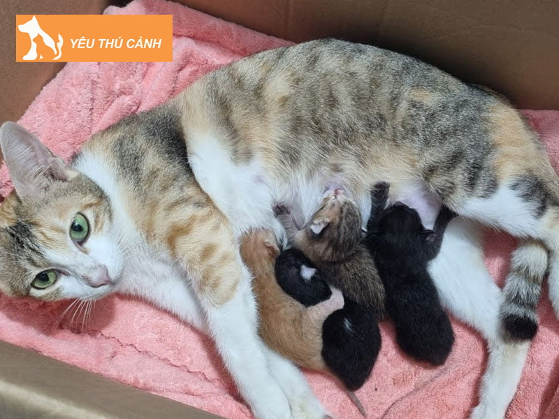 lam-sao-de-phong-ngua-tinh-trang-cang-sua-o-meo-me-thucanh