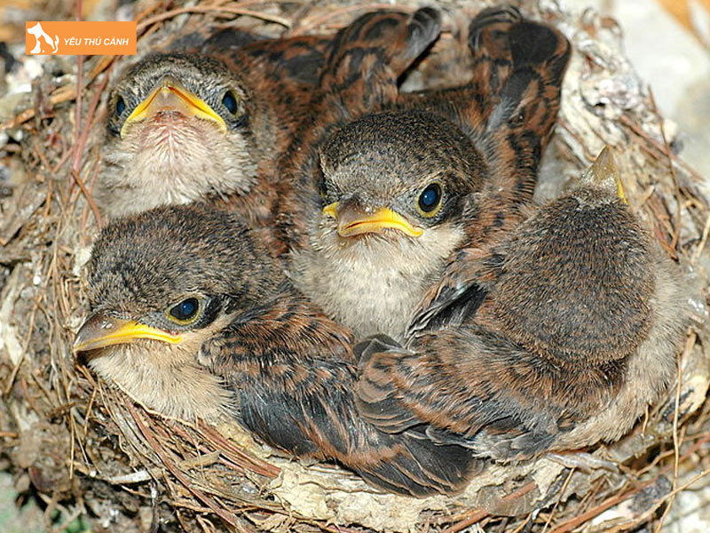 Lam-to-nuoi-chim-sau-thucanh