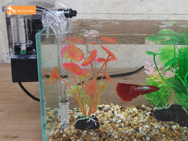 Lap-dat-bo-phan-loc-cho-be-ca-thucanh