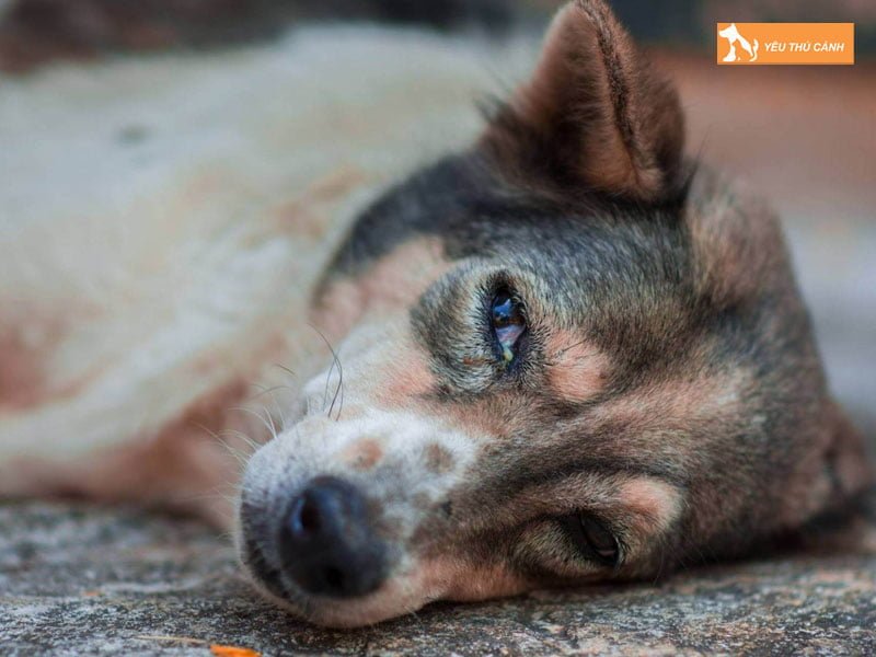 linh-hon-cua-cho-di-dau-sau-khi-chet-thucanh