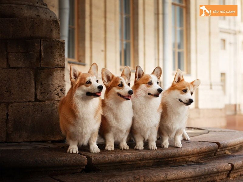 loai-cho-co-gi-ma-duoc-dua-vao-thanh-ngu-tuc-ngu-thucanh