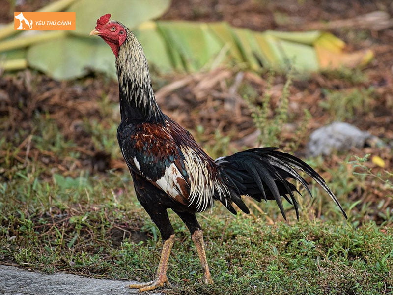loi-da-cua-ga-thai-co-hay-khong-thucanh