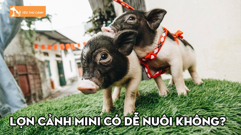 Lợn cảnh mini có dễ nuôi không? Kinh nghiệm chăm sóc phù hợp