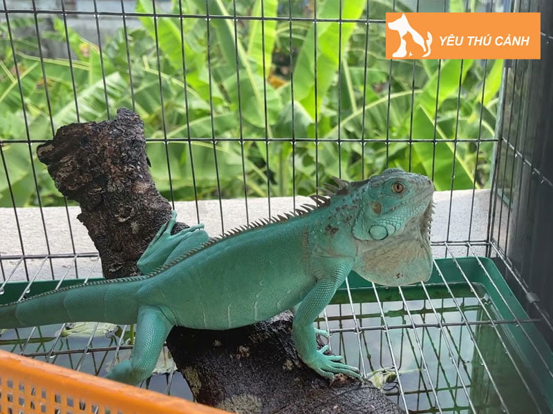 luu-y-khi-cham-soc-iguana-thucanh