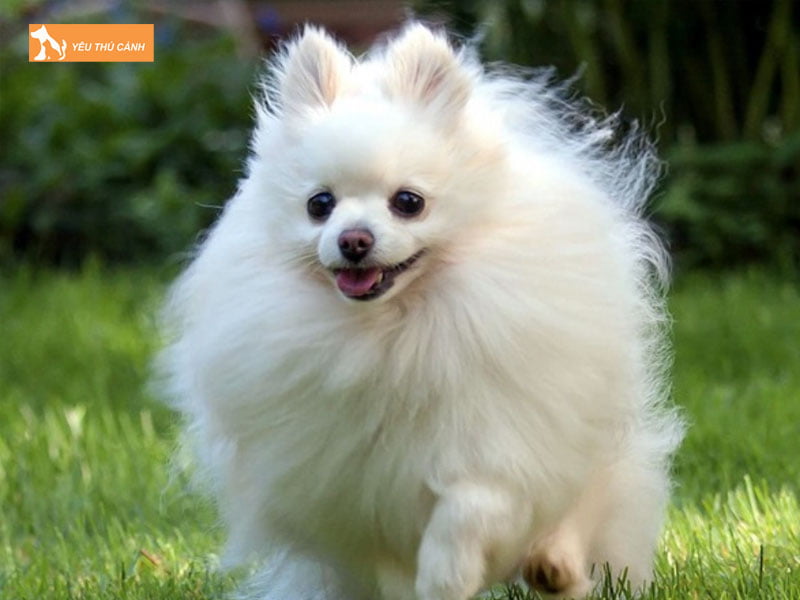 luu-y-ve-cach-dat-ten-cho-cho-pom-thucanh