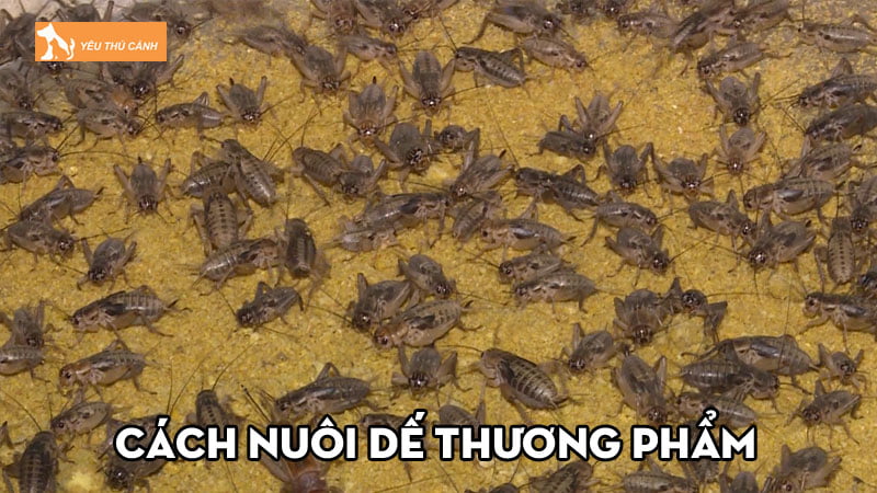 luu-y-ve-cach-nuoi-de-thuong-pham-mang-lai-hieu-qua-cao-thucanh