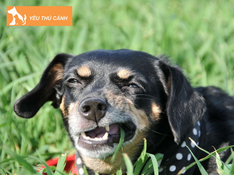 mat-bao-lau-de-cho-tieu-hoa-nilong-va-cao-su-thucanh
