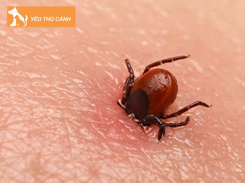 mat-ga-la-gi-thucanh