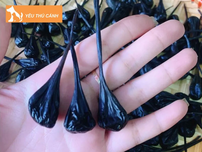 mat-ky-da-chua-benh-gi-thucanh