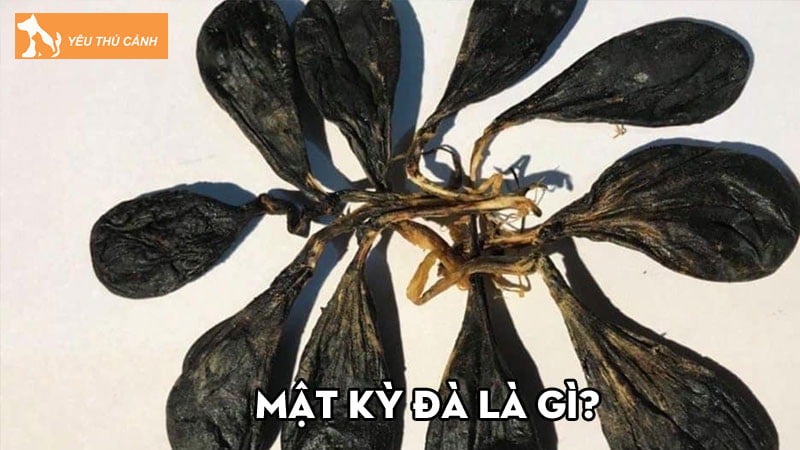 Mật kỳ đà | Công dụng chữa bệnh và các lưu ý về cách dùng