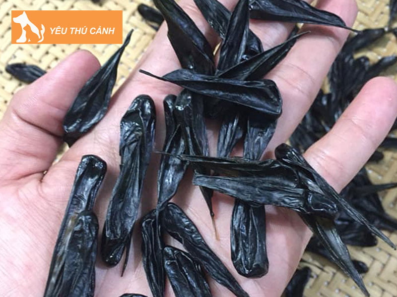 mat-ky-da-la-gi-thucanh