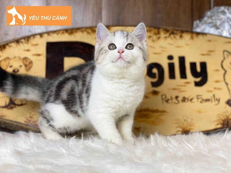 meo-aln-bicolour-tabby-thucanh