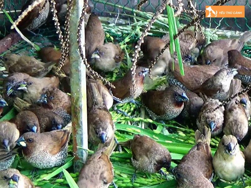 meo-bay-chim-ri-de-nuoi-thucanh