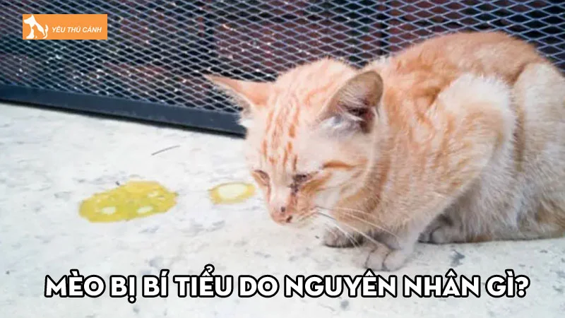 Mèo bị bí tiểu do nguyên nhân gì? Cách điều trị bệnh hiệu quả