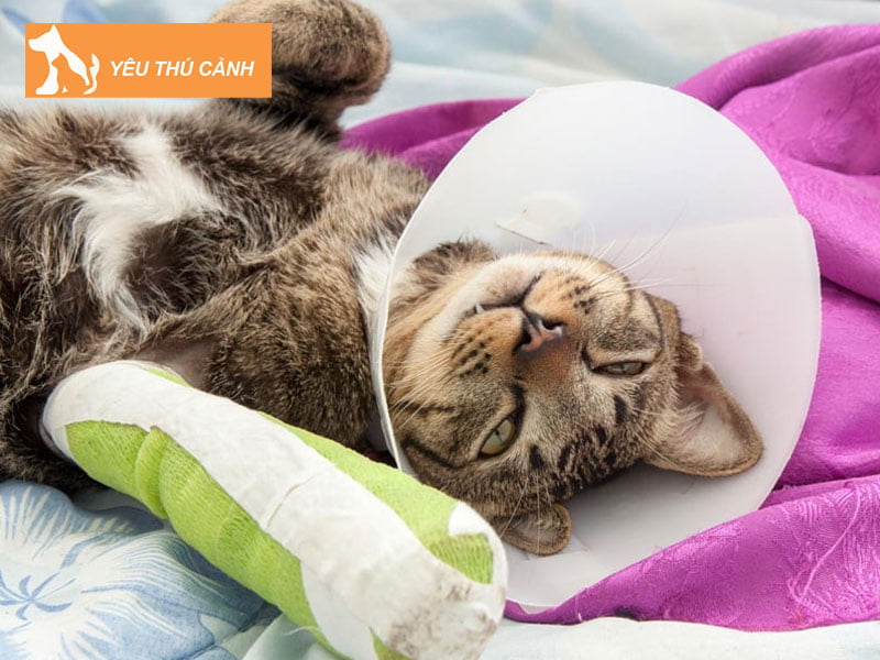 meo-bi-gay-chan-co-tu-lanh-duoc-khong-thucanh