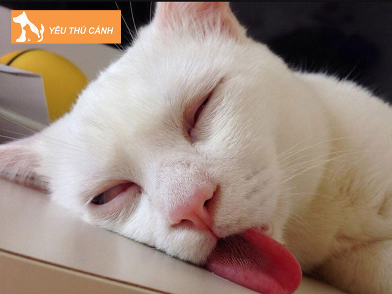 meo-bi-ngo-doc-thucanh