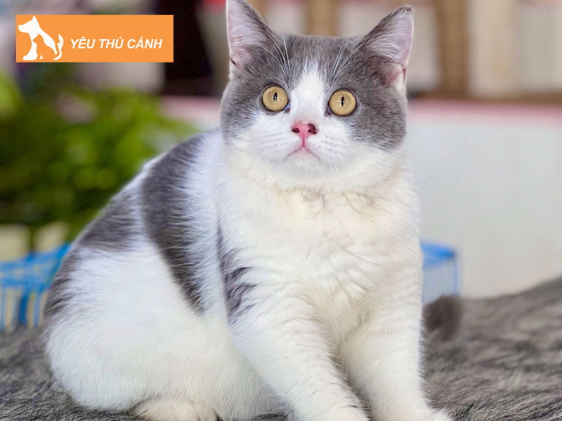 meo-bicolor-gia-bao-nhieu-tien-thucanh