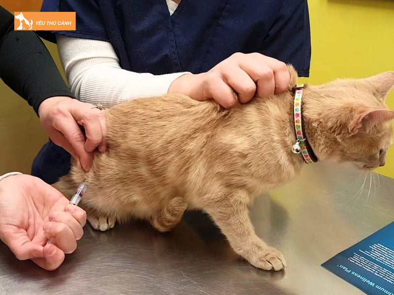 meo-co-khoi-u-tren-bung-duoi-da-do-benh-u-mo-thucanh