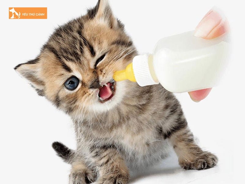 meo-co-uong-sua-duoc-khong-thucanh