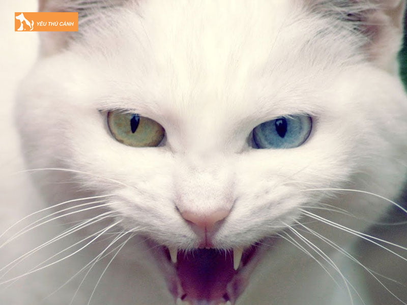 meo-keu-gru-gru-thucanh