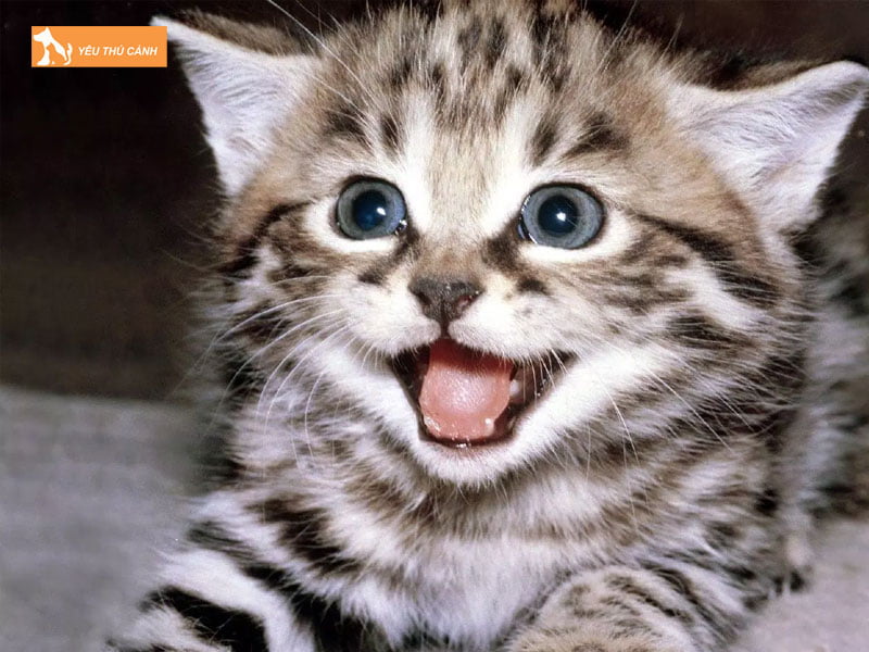 meo-keu-lien-tuc-voi-nhieu-tieng-thucanh