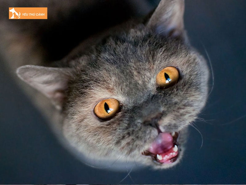 meo-phat-ra-am-thanh-to-thucanh