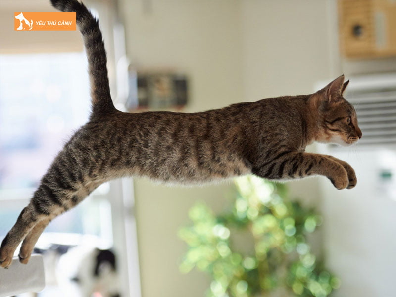 meo-roi-tu-tren-cao-xuong-co-sao-khong-thucanh