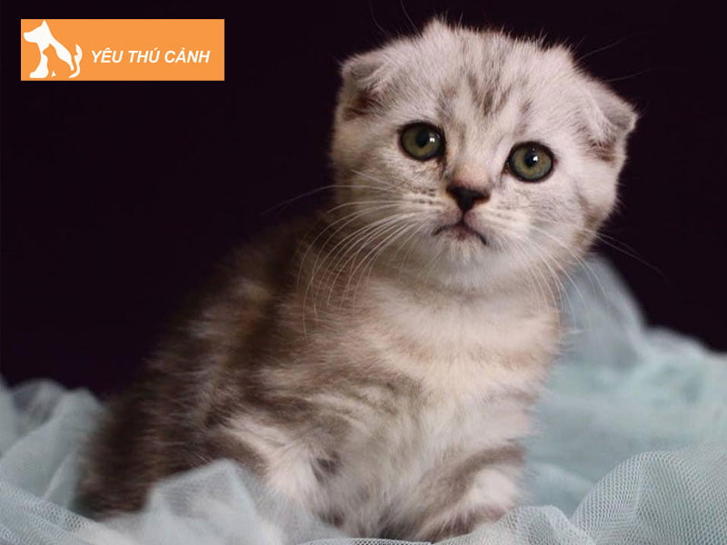 meo-silver-la-meo-gi-thucanh