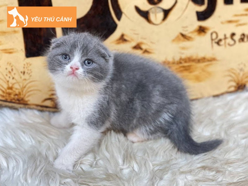 meo-tai-cup-scottish-fold-bicolor-thucanh