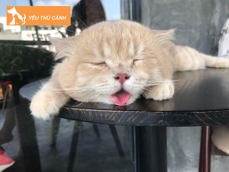 meo-tho-luoi-khi-ngu-do-tam-trang-thoai-mai-thucanh