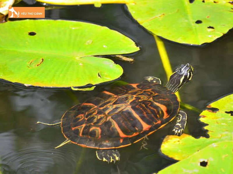 Moi-truong-song-cua-rua-bung-do-florida-thucanh