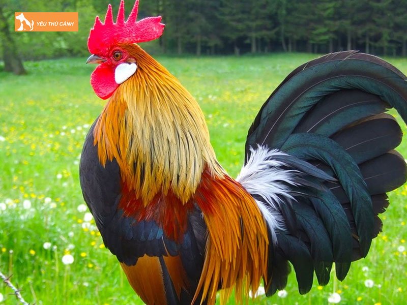 Mong-ga-la-la-gi-thucanh