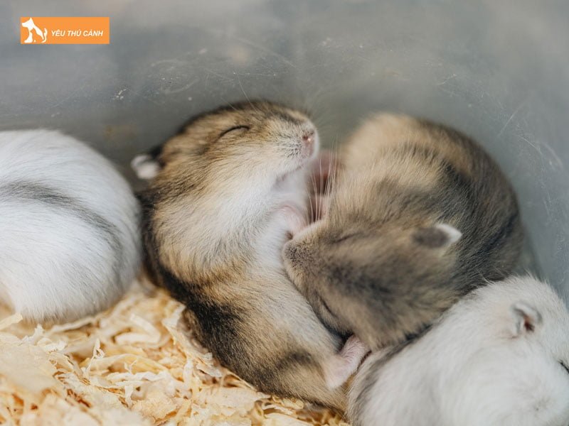 mot-so-bieu-hien-benh-ly-thuong-gap-o-hamster-1-thucanh