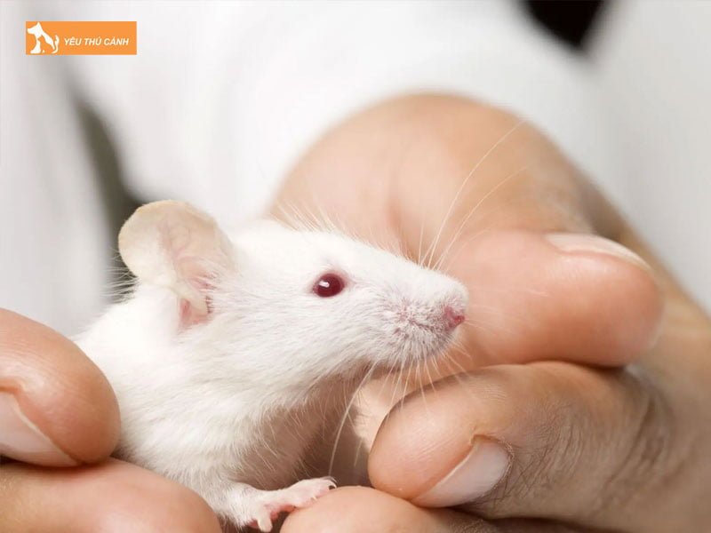 mot-so-bieu-hien-benh-ly-thuong-gap-o-hamster-2-thucanh
