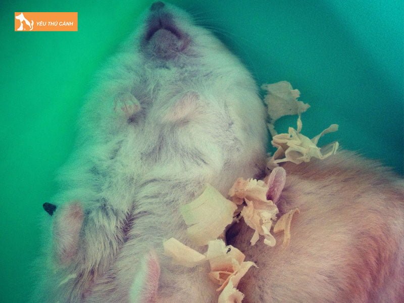 mot-so-bieu-hien-benh-ly-thuong-gap-o-hamster-thucanh