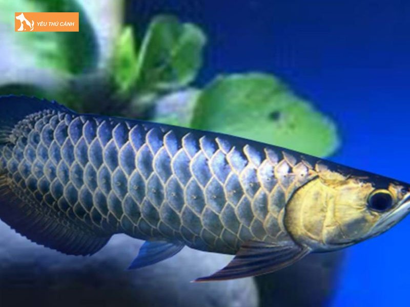 Mot-so-cach-khac-phuc-tinh-trang-ca-bi-bong-troc-vay-hieu-qua-thucanh