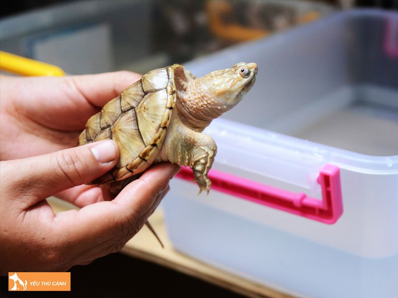 mot-so-cach-nuoi-rua-nhanh-lon-1-thucanh