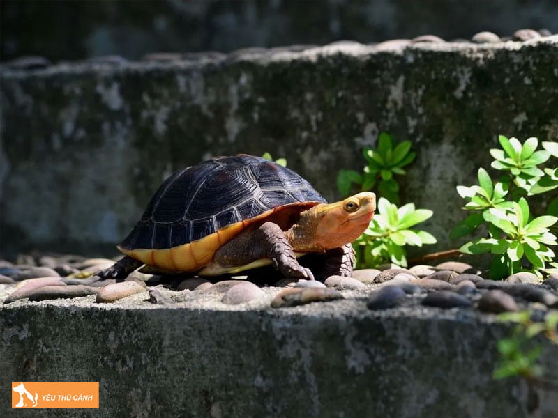 mot-so-cach-nuoi-rua-nhanh-lon-thucanh