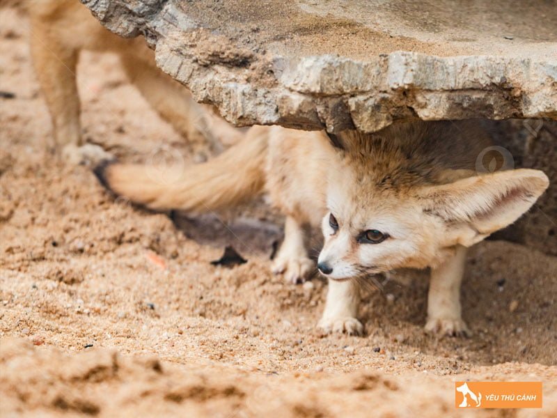 mot-so-dac-diem-cua-cao-sa-mac-1-thucanh