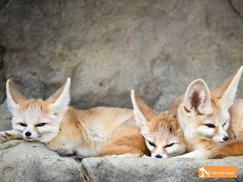 mot-so-dac-diem-cua-cao-sa-mac-2-thucanh