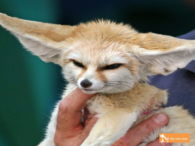 mot-so-dac-diem-cua-cao-sa-mac-thucanh