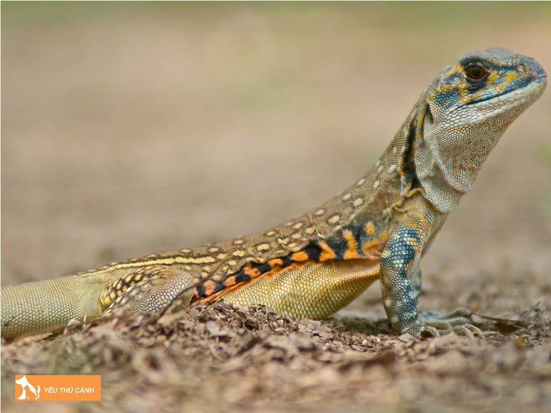 mot-so-diem-bao-nam-mo-thay-ky-nhong-1-thucanh