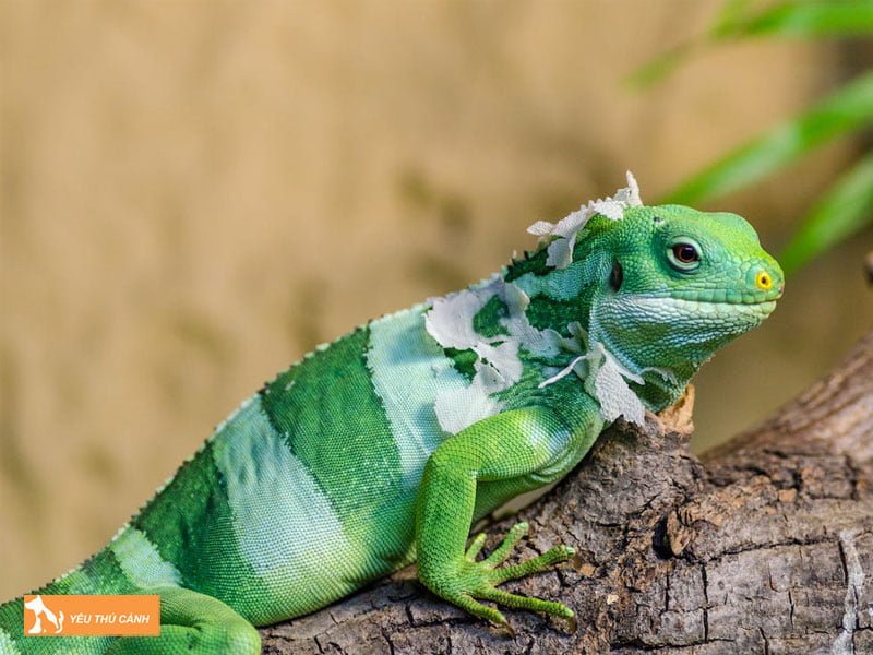 mot-so-diem-bao-nam-mo-thay-ky-nhong-2-thucanh