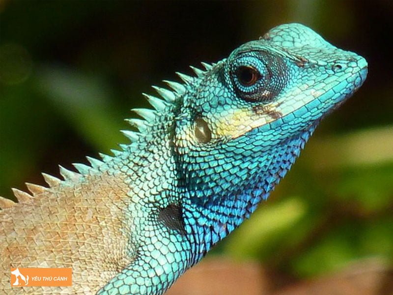 mot-so-diem-bao-nam-mo-thay-ky-nhong-thucanh